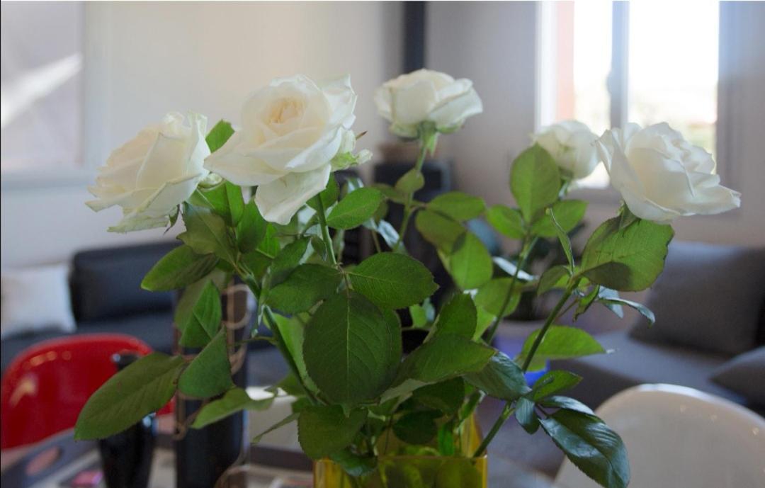 Appartement Pinede Man Yelle Sanary-sur-Mer Luaran gambar
